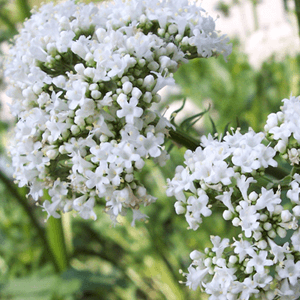 Valeriaan 80 gram (Valeriana officinalis)